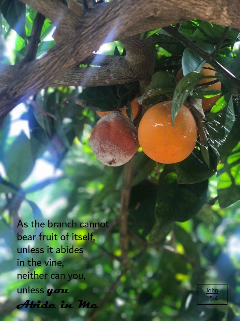 Fruitful tree, Greece, Bear Fruit