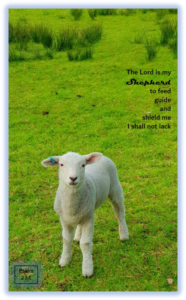 I am the Good Shepherd, sheep in Littleborough