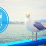 Llandudno Pier - Seek and you will find