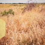 Dengie Peninsular - the wheat among the weeds
